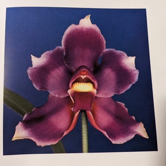 Vintage - 1990 Orquídeas Nativas de Colombia - Picture 8 of 8